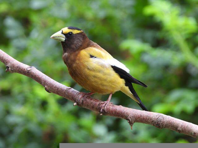 A male Evening Grosbeak perched on a tree branch.