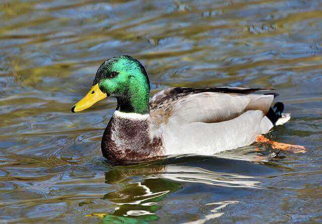 A Mallard Duck swimming in the water.