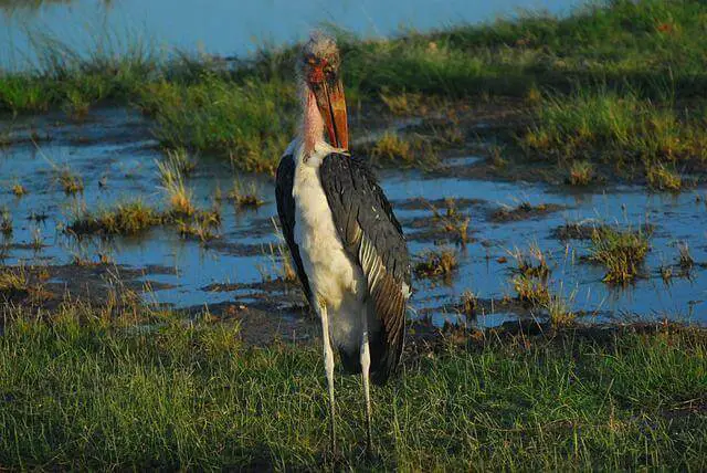 A Marabou Stork foraging in marshland.