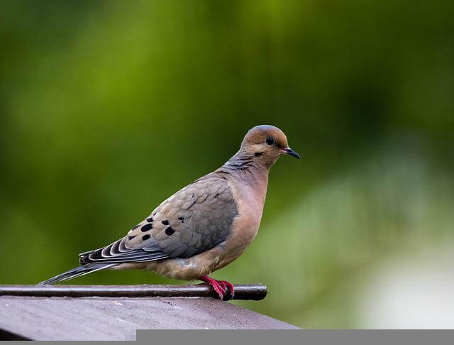 mourning dove perched on a rooftop.