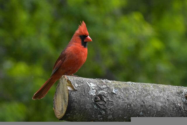 A Northern Cardinal perched on a log.