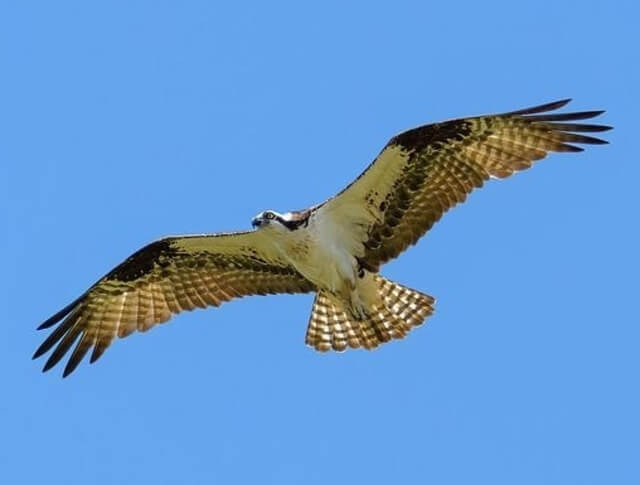 An osprey hovering in the air.