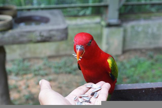 A red parrot being fed sunflower seeds.