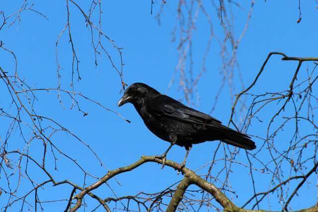 An American Crow perched on a tree.