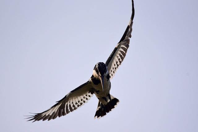 A pied kingfisher hovering in the air.