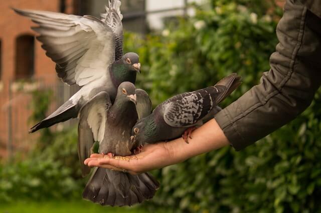 Pigeons eating out of a person's hand.