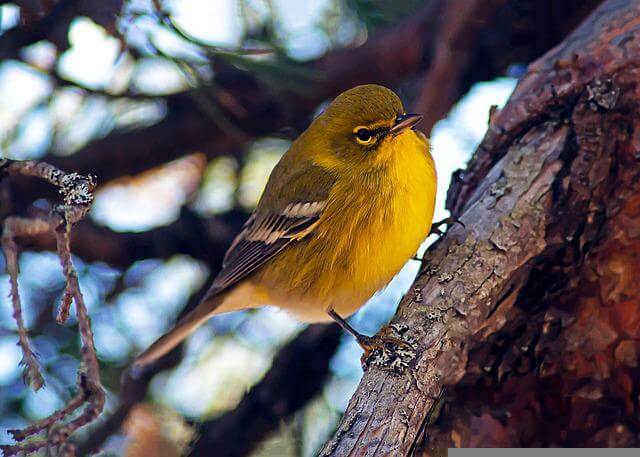 A pine warbler perched on a tree.