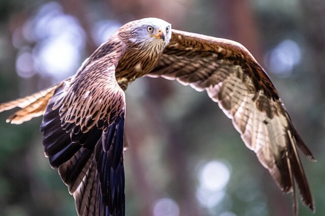 A red kite hovering in the air.