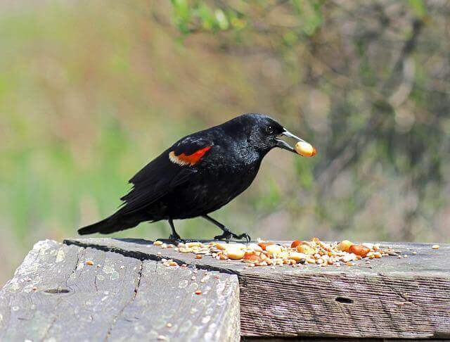 A Red-winged blackbird eating seeds.
