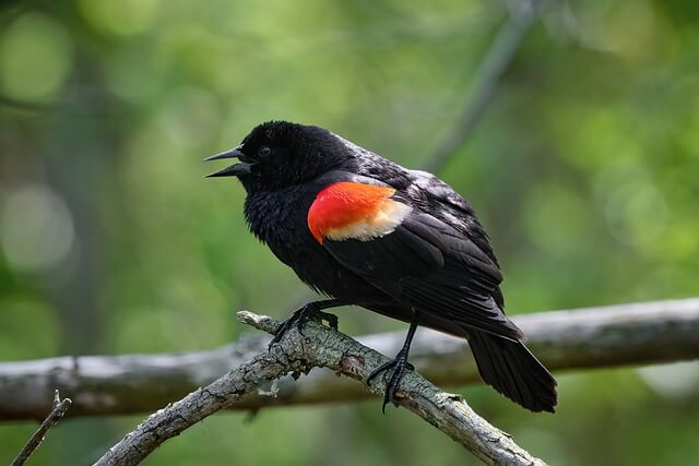 A Red-winged Blackbird perched on a tree.