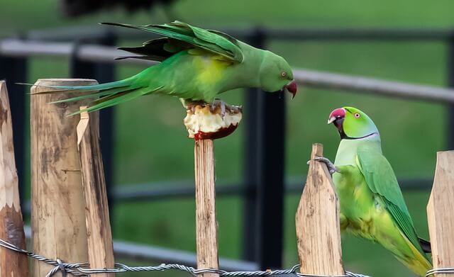 Two parakeets fighting over food.