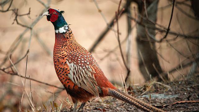 A Ring-necked Pheasant foraging on the ground.