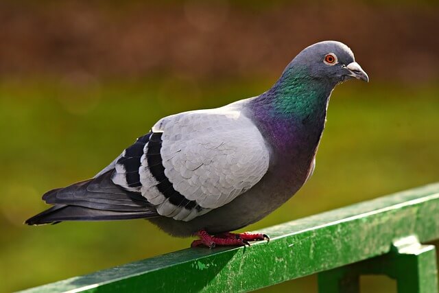 A Rock Pigeon perched on a green colored wood fence.
