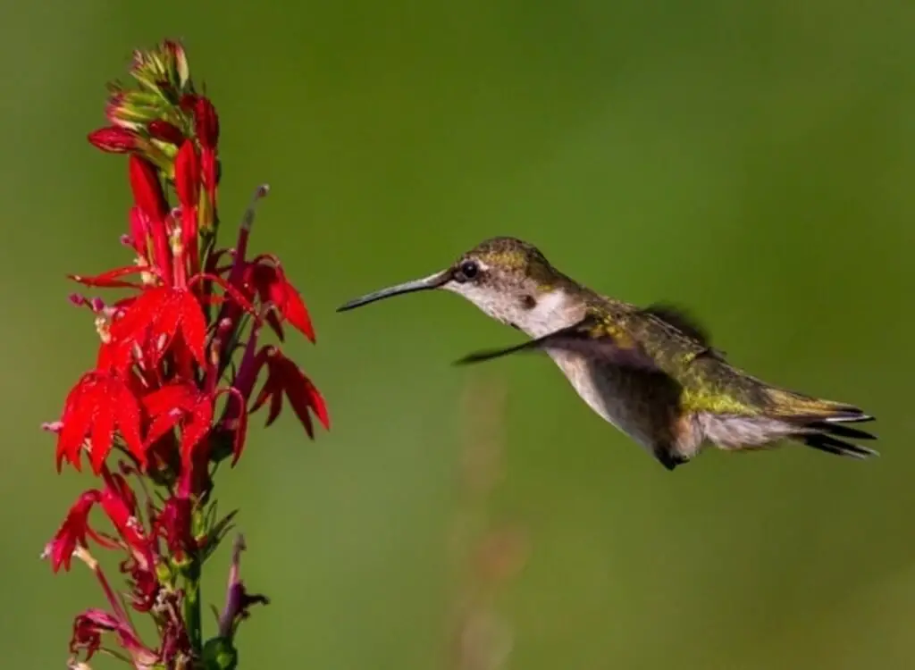 A ruby-throated hummingbird hovering next to a wild cardinal flower.