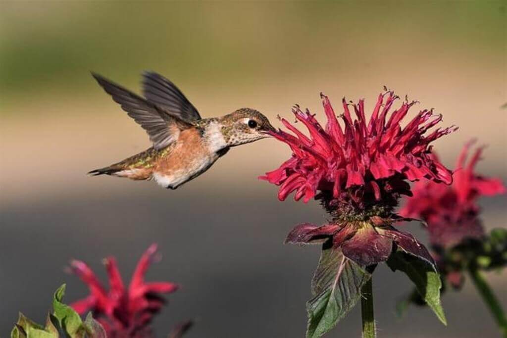 A rufous hummingbird pollinating flowers.
