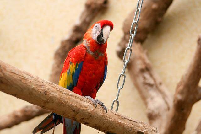 A Scarlet Macaw Parrot perched on a  wooden post.