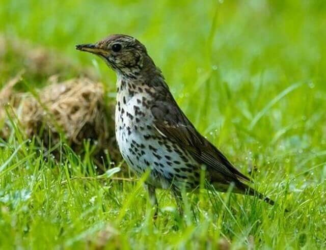  A Song Thrush foraging on the grass.