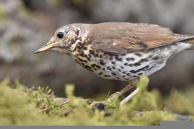 A Song Thrush foraging on the ground.