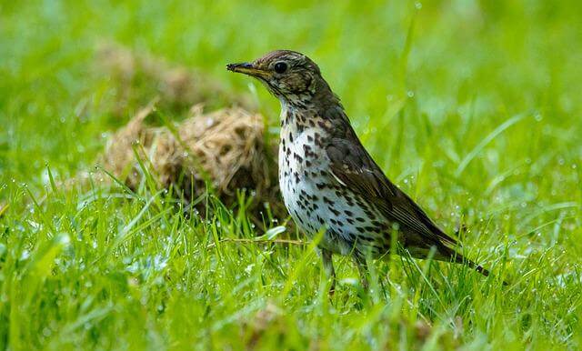 A song thrush foraging on the grass.