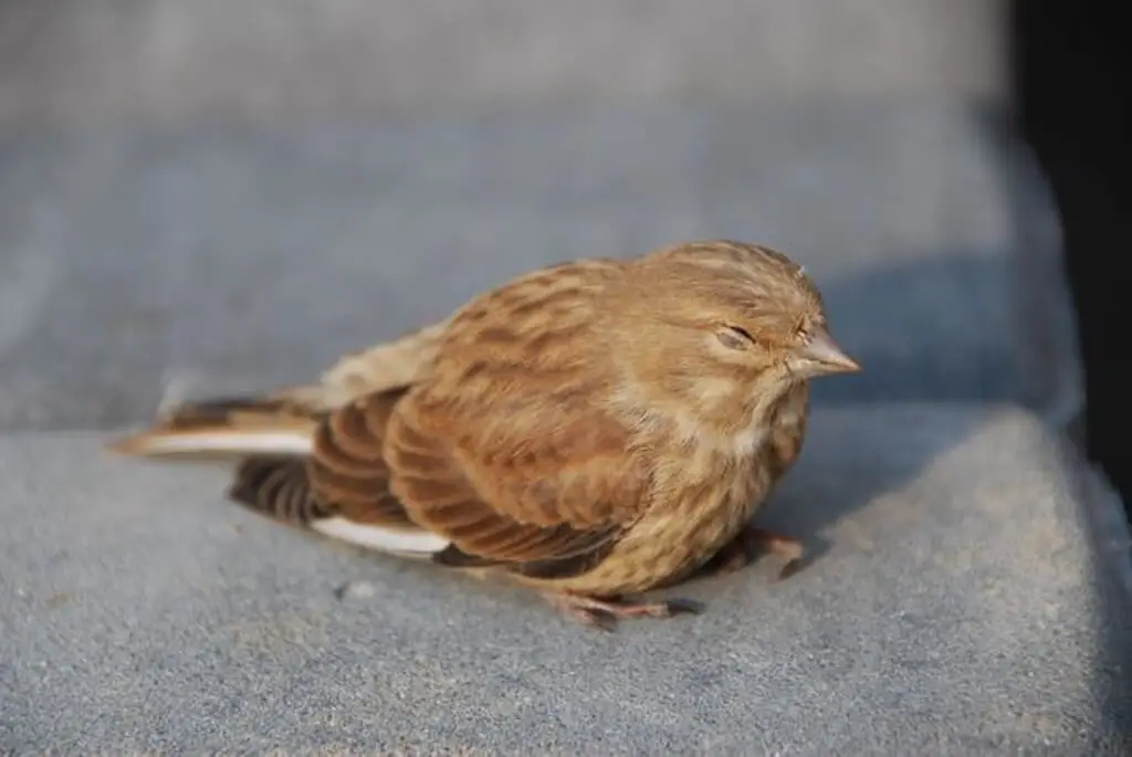 A sparrow sleeping.