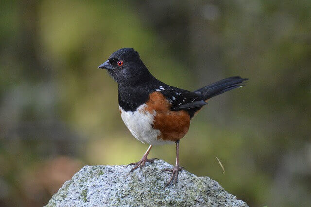 A Spotted Towhee perched on a large rock.