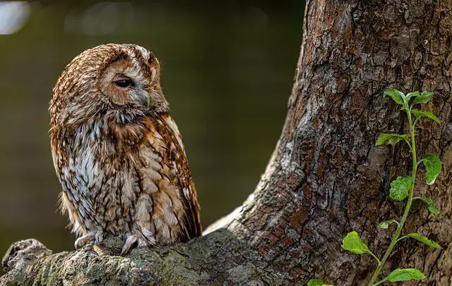 A Tawny Owl perched on a tree.