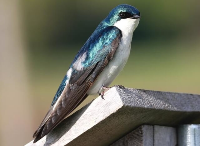 A tree swallow on a rooftop.