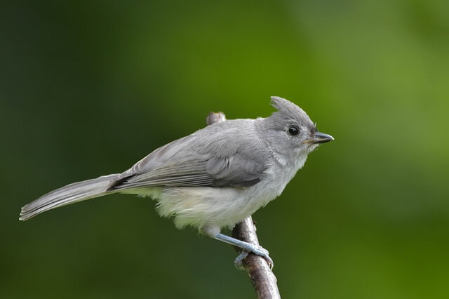 a Tufted Titmouse perched on a branch.