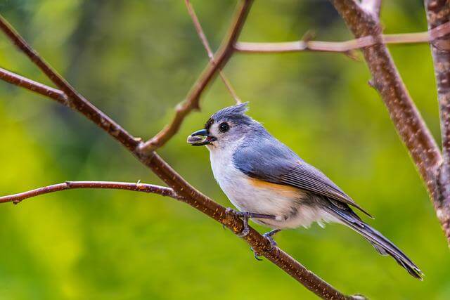 A Tufted Titmouse perched on a tree branch.