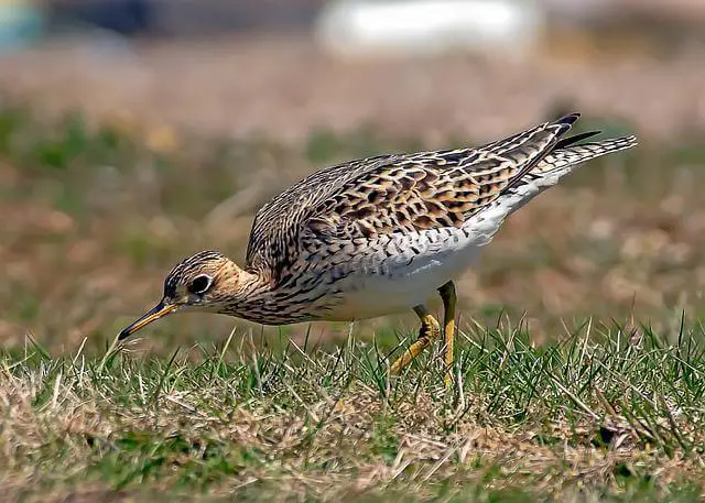 An Upland Sandpiper foraging on the ground.