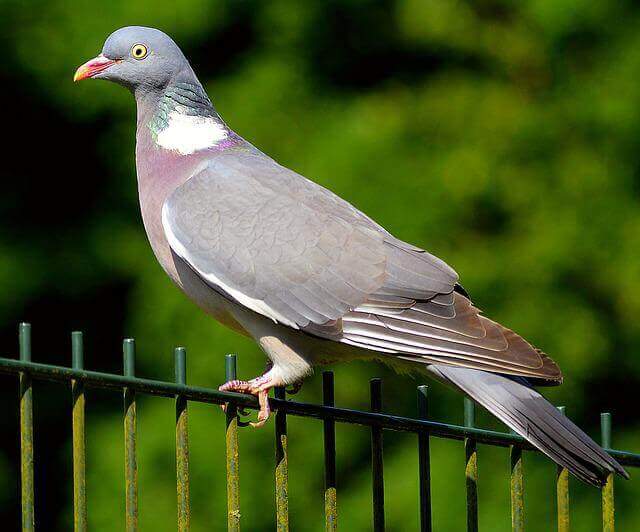 A Wood Pigeon perched on a fence.