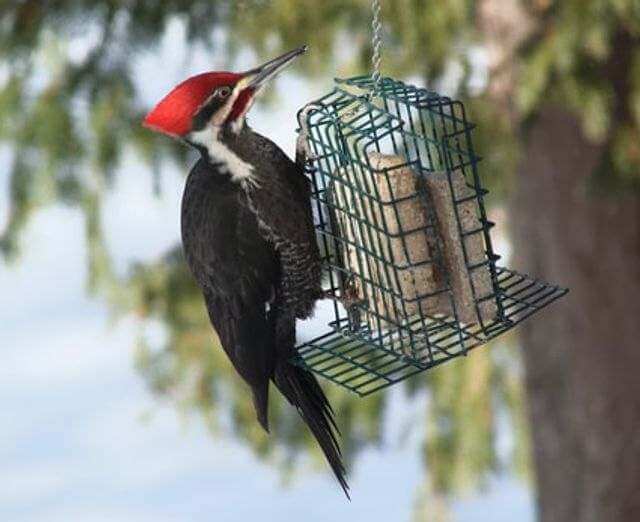 A pileated woodpecker perched on a suet feeder.