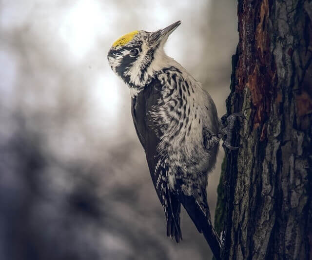 An American Three-toed Woodpecker perched onto the side of a tree.