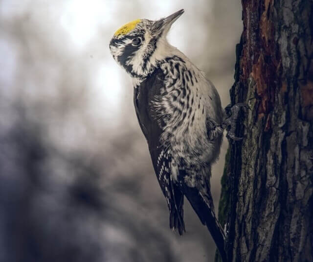 American Three-toed Woodpecker perched on a tree.