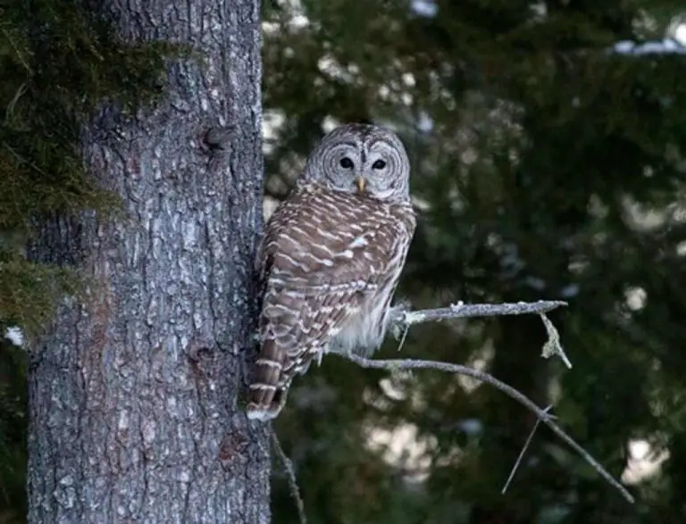 12 Types of Owls in Wisconsin: The Ultimate Guide!