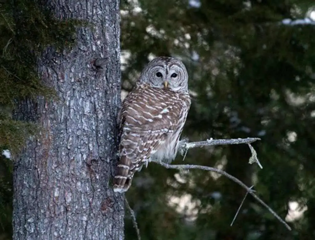 An owl perched in a tree.