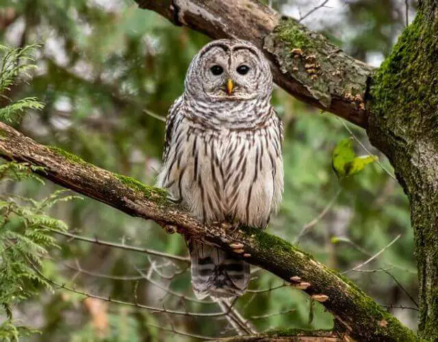 A Barred Owl perched in a tree.