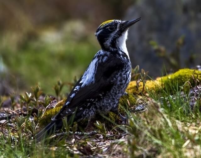 A Black-backed Woodpecker foraging through the grass.