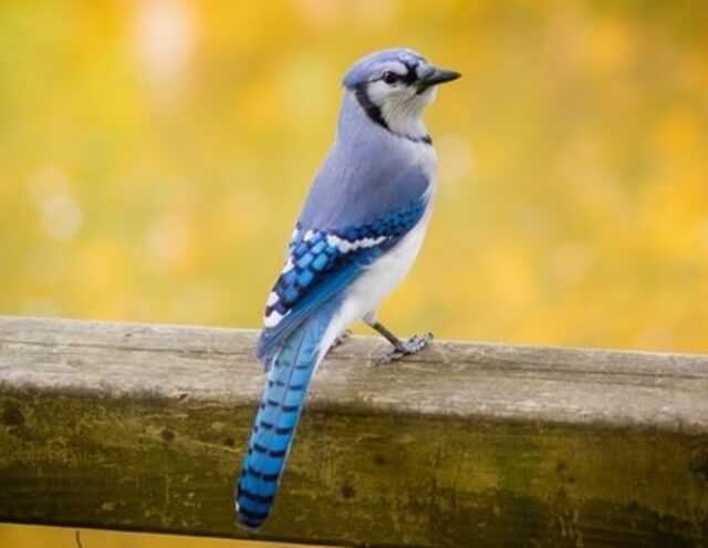 A Blue Jay on a wood fence.