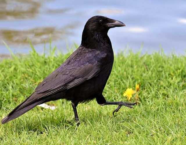 A Common Raven foraging on the grass.