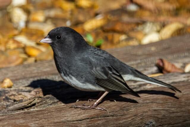 A male Dark-Eyed Junco foraging on the ground.
