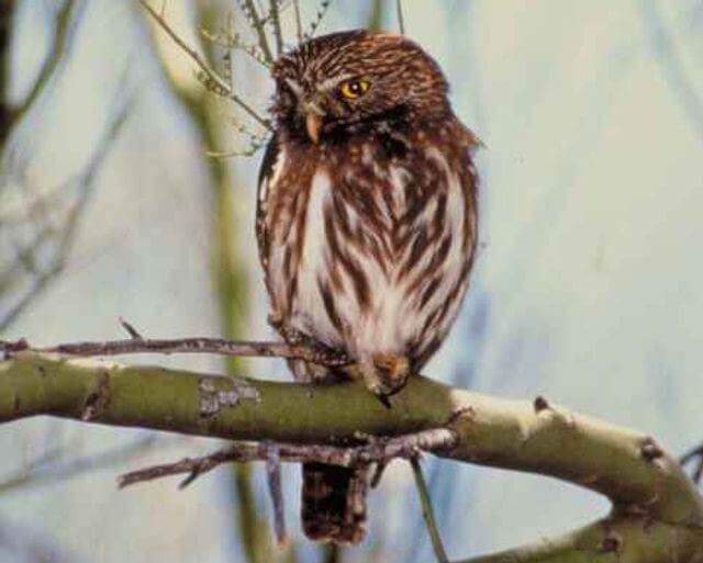 A Ferruginous Pygmy-Owl perched on a tree branch.