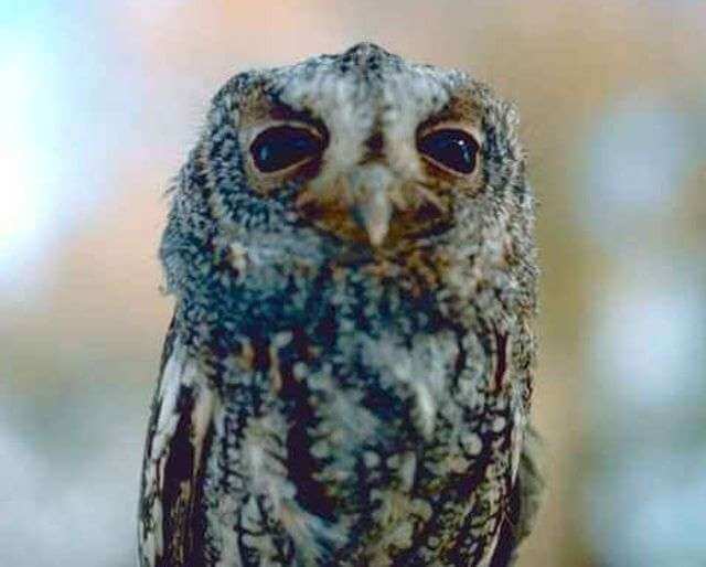 A Flammulated Owl