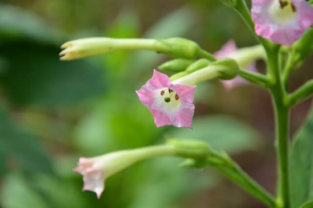 Flowering Tobacco (Nicotiana Alata)