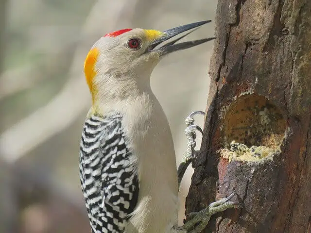 A Golden-fronted Woodpecker chiseling holes in a tree.
