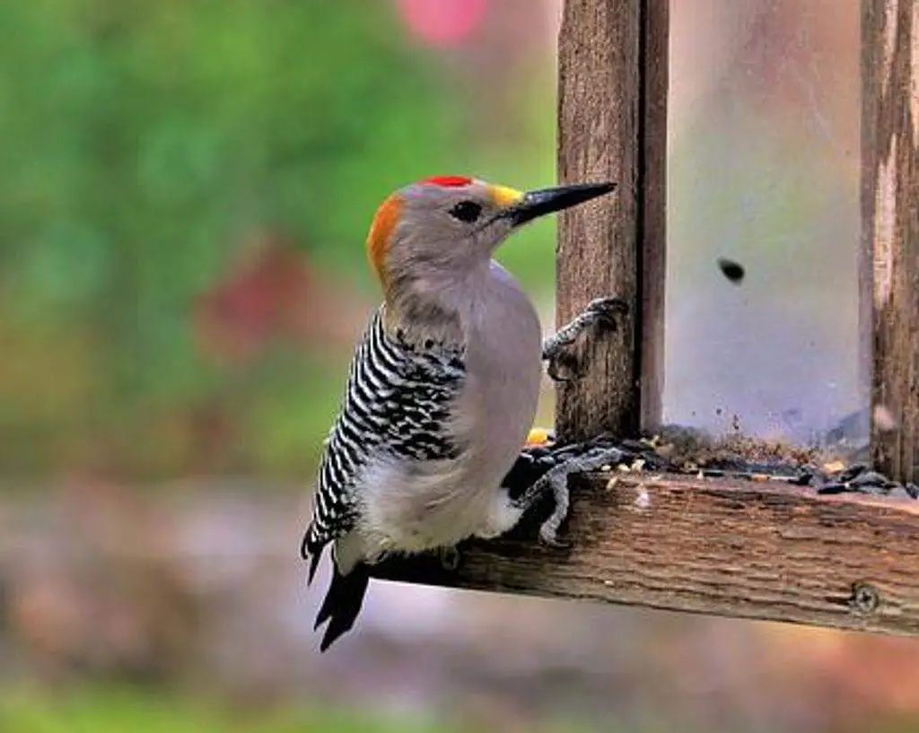 A Golden-fronted woodpecker at a bird feeder.