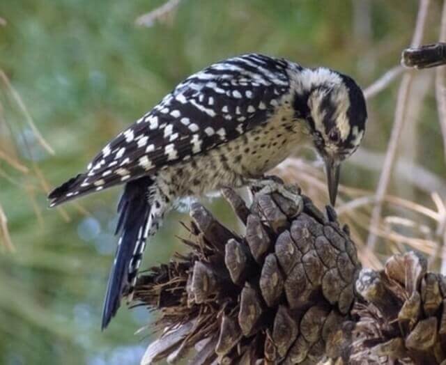 A Ladder-backed-Woodpecker poking at a pine cone with its beak.