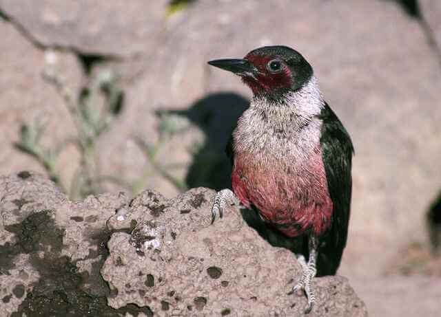 A Lewis’s Woodpecker perched on rock.