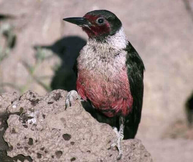 A Lewis's Woodpecker perched on a rock.