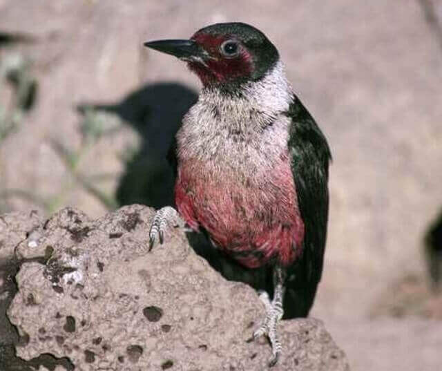 A Lewis's woodpecker perched on a rock.